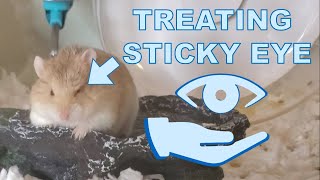 Treating a Hamster's Sticky Eye at Home
