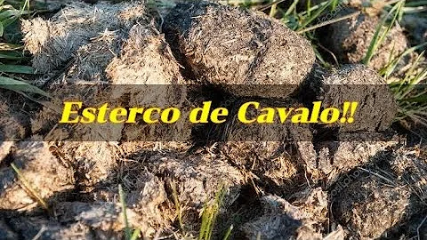 Como colocar esterco de cavalo nas plantas?