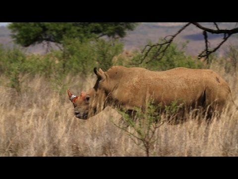 Vídeo: Mira La Campaña De Jackie Chan Contra Los Cazadores Furtivos De Cuernos De Rinoceronte - Matador Network