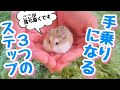 迎えたてハムスターを手乗りにする　3ステップ