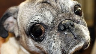 The Benefits of Pug Playdates Finding Friends and Fun at the Dog Park