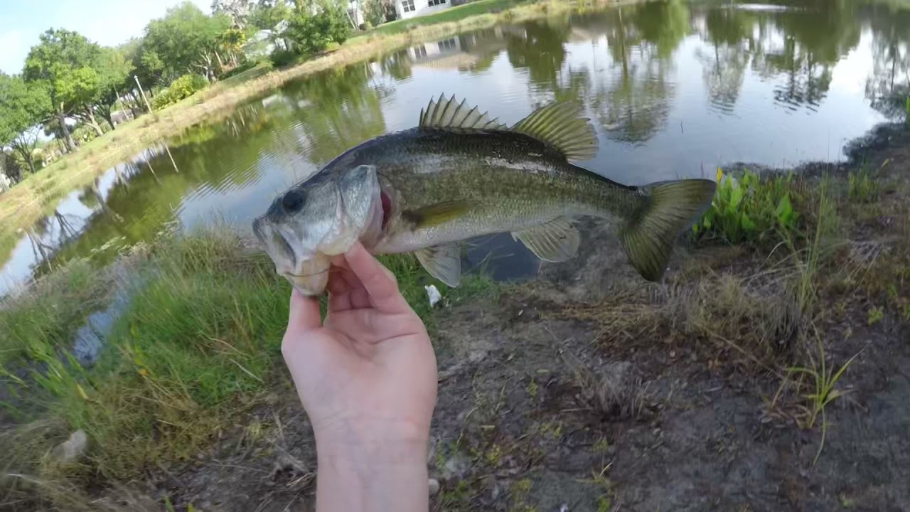 Topwater fishing for aggressive fish(Big bass)