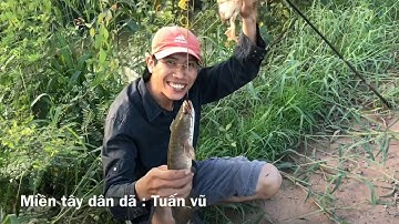 Câu cá lóc bằng vịt - cú táp định mệnh và cái kết cho người câu cá.../... snakehead fishing