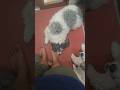 Dog #dog #doglove #pets #lovedog #cute #love #doglife