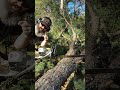 Full Tilt Square Ground #chainsaw #sharp #performance @FullTiltSaw