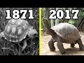 Top 10 OLDEST LIVING ANIMALS Throughout History