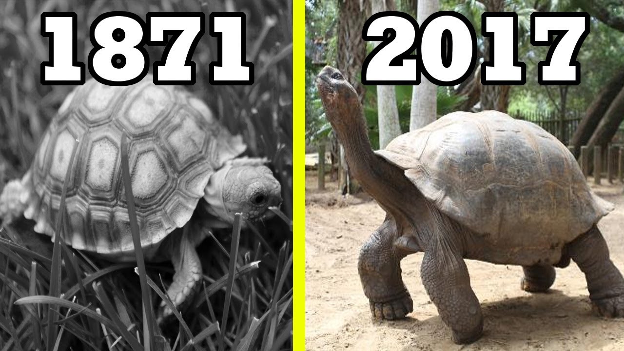 Top 10 Oldest Living Animals Throughout History