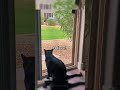 Unbelievable Cat looks guilty instantly - Viral 2026 😵 Crazy Cat!