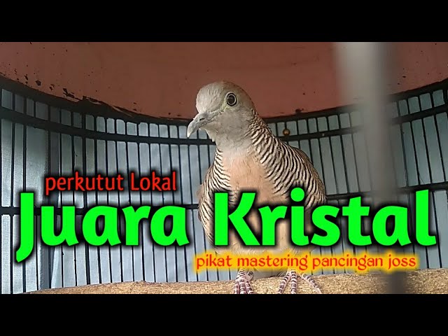 Perkutut Lokal Gacor juara suara kristal class=