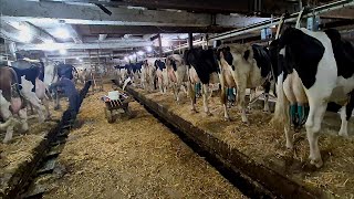 видео: Молочное животноводство старой школы в коровнике на 91 корову!!! картинка: Молочное животноводство старой школы в коровнике на 91 корову!!!