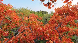 DJI Avata 2 - Royal Poinciana Orange Flowers အလိုအပ်ဆုံး ချစ်သူ