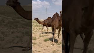 نوادر الحمر السواحل للمالك خالد بن عبدالله الصيعري