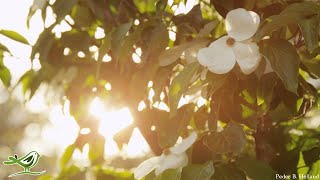 Sleep Piano Music | Relaxing Background Music | Meditation, Relaxation, Spa, Massage & Yoga Music