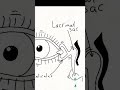 Your Tears Drain Into Your Nose?