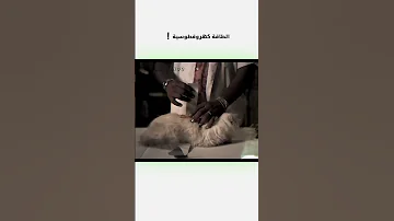 طاقة الكهروقطوسية دبلجة مضحكة ضحك اكسبلور السعودية دوبلاج My Kingo Shorts 
