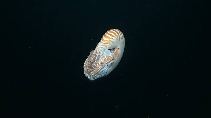 Australian Mesophotic Coral Examination - 4K ROV H...