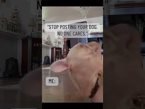 Mama S Having Fun Brûléethefrenchie Fy Cute Frenchiepuppy Dogmom Funny Trending Puppy