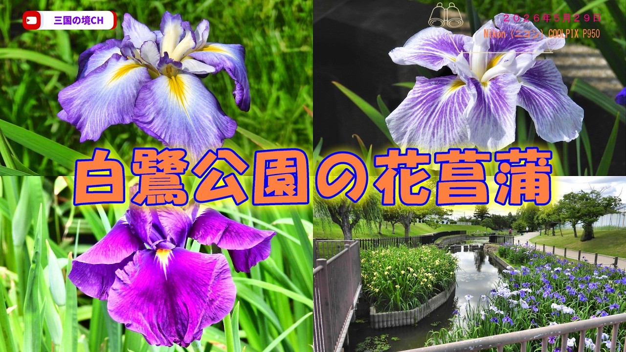 4K】白鷺公園の花菖蒲が満開！初夏を彩る絶景散歩（2026年5月29日