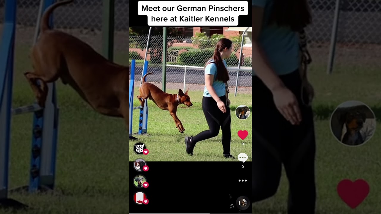 Introducing the German Pinscher. YouTube