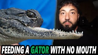 FEEDING AN ALLIGATOR WITH NO MOUTH