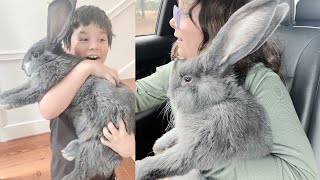 The Bigger the Bunny, the Better the Cuddles!