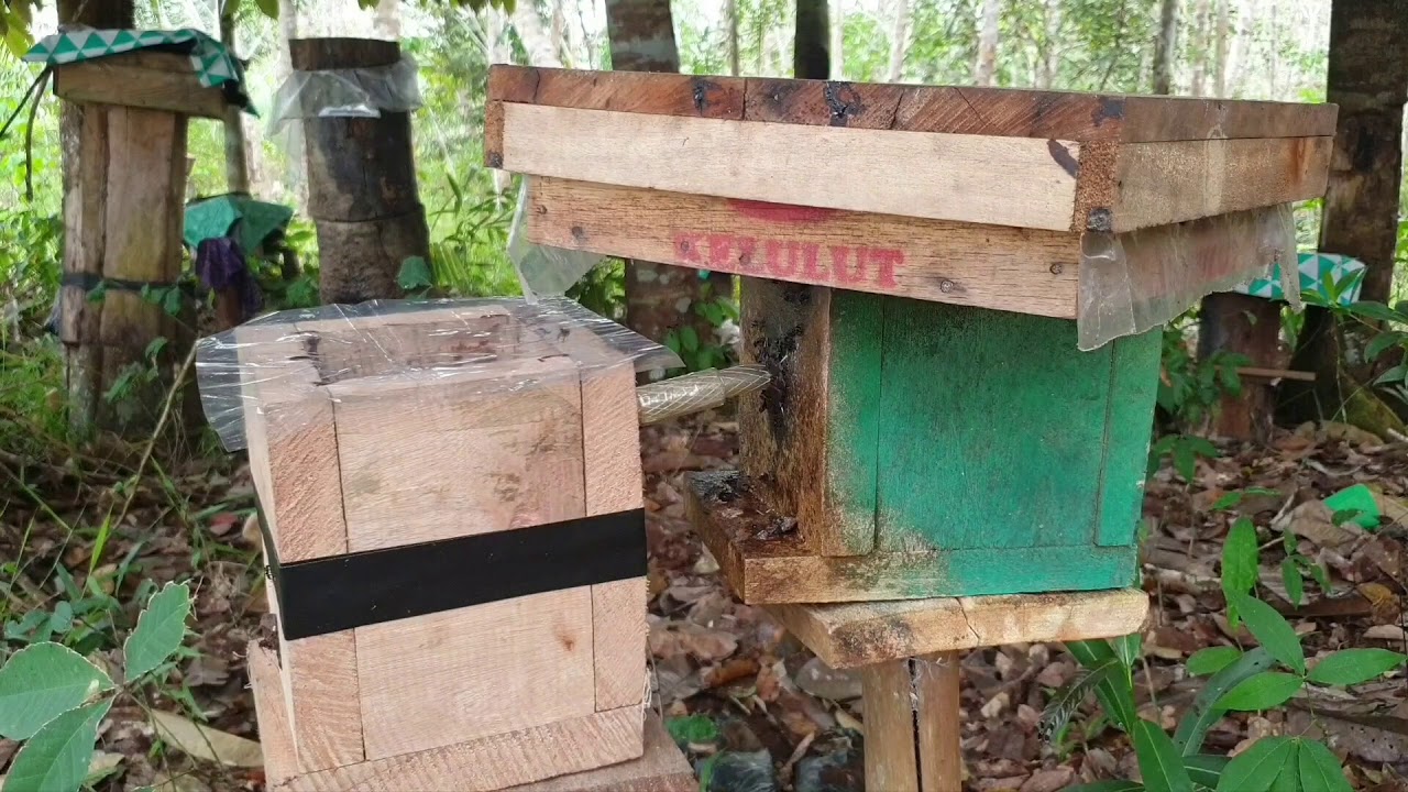 Budidaya Lebah Trigona Kelulut - Perbanyakan Koloni Dengan Teknik Cangkok