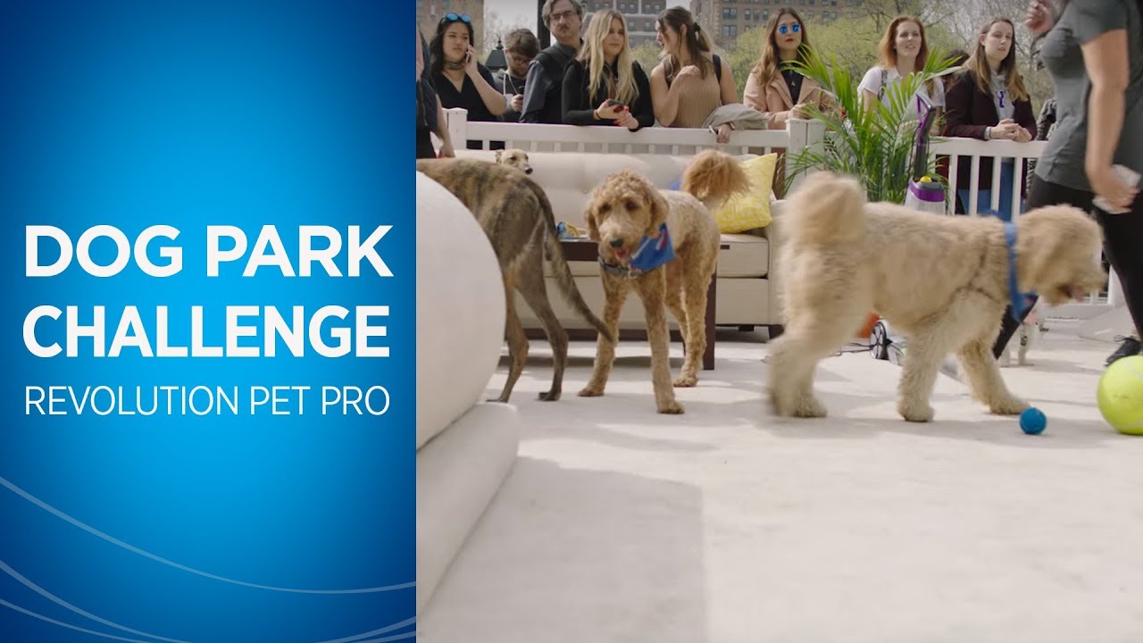 what kind of dog is in the bissell commercial