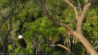 AEF NEFL Eagle Cam 10-04-2018: Juliet Flies In