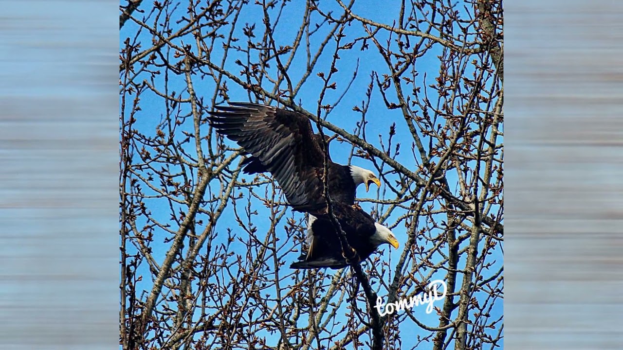 Riverbend Eagle Love 2016