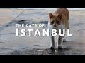 THE CATS OF ISTANBUL | A Video Hommage