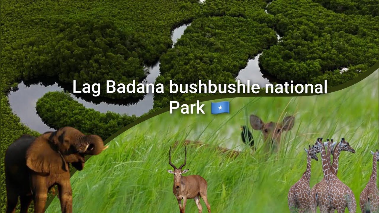 Lag badana bush-bushle  NATIONAL PARK / Badamadow forest kaymaha ugu weyn somalia 