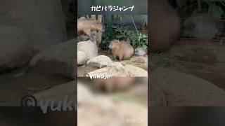 カピバラジャンプ jump Capybara #Capybara #カピバラ #リラッカピ #relacapy #水豚 #水豚君 #Cabiai #capibara #Kapibara