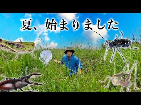 【大量】この季節の昆虫採集は河川敷がアツい！！！！！！