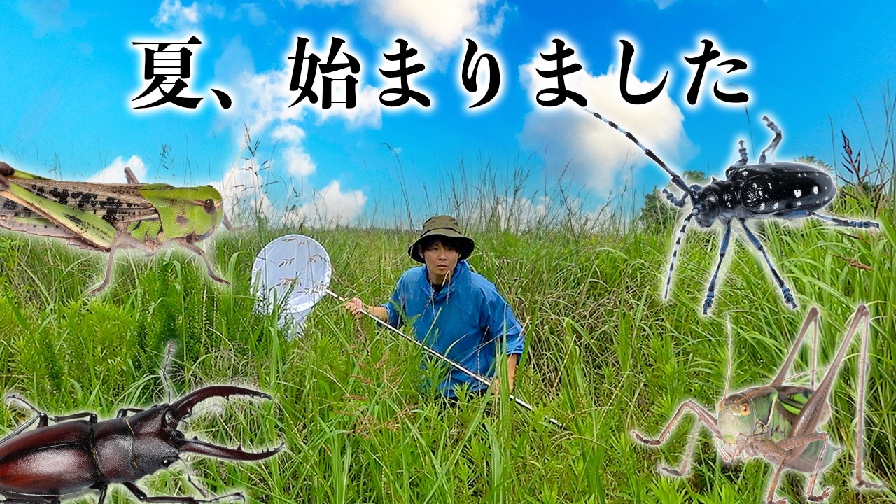 【大量】この季節の昆虫採集は河川敷がアツい！！！！！！