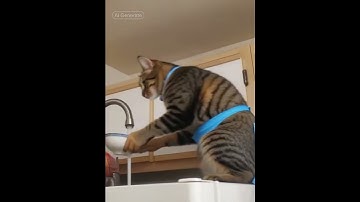 Queso is finally pitching in around the house. better late than never, I guess. #cat #cats #catsofyt