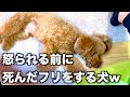 悪いことして、死んだフリをする犬の迫真の演技がこちら【トイプードル】
