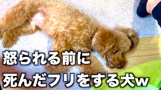 悪いことして、死んだフリをする犬の迫真の演技がこちら【トイプードル】