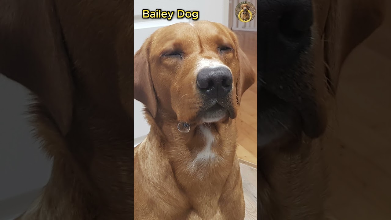 Bailey Dog - Lets Go (Music by Saults)