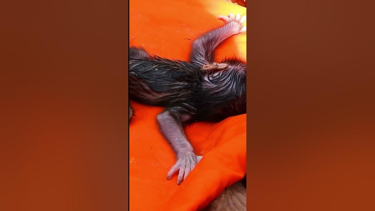 newborn-no-move-out-from-this-place-youtube
