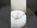 Pure Chill Mode 😻 Yuki & Kumo Relaxing on Their Cozy Bed 🤍✨