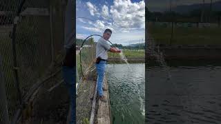 3 Tips Para Mejorar El Cultivo De La Tilapia.