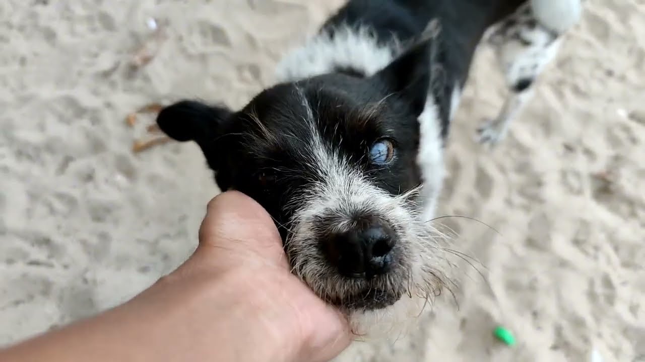 Morning with the Forgotten Beach Dogs | StreetDogsCH