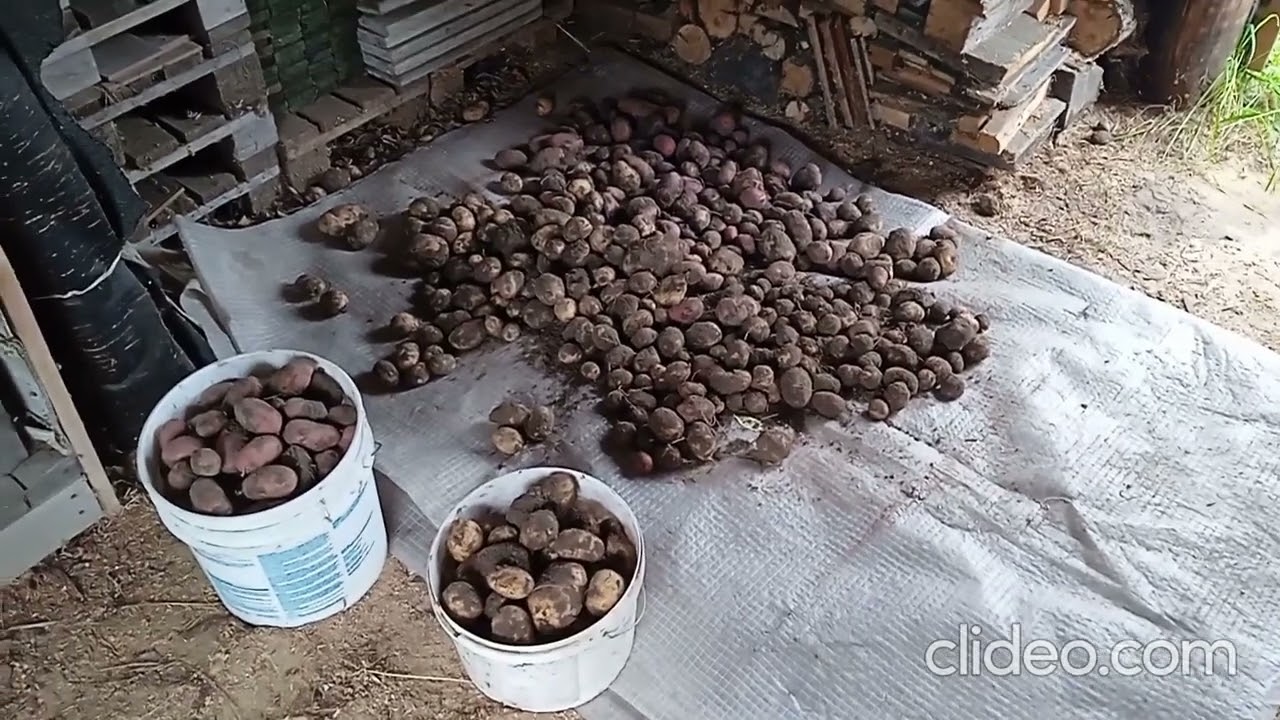 День Второй  Начинаем Основное картофельное поле  Остальное оставляем  на Субботу