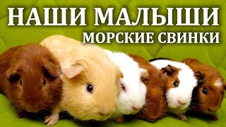 Наши морские свинки. Содержание морских свинок. Наши новые маленькие морские свинки.