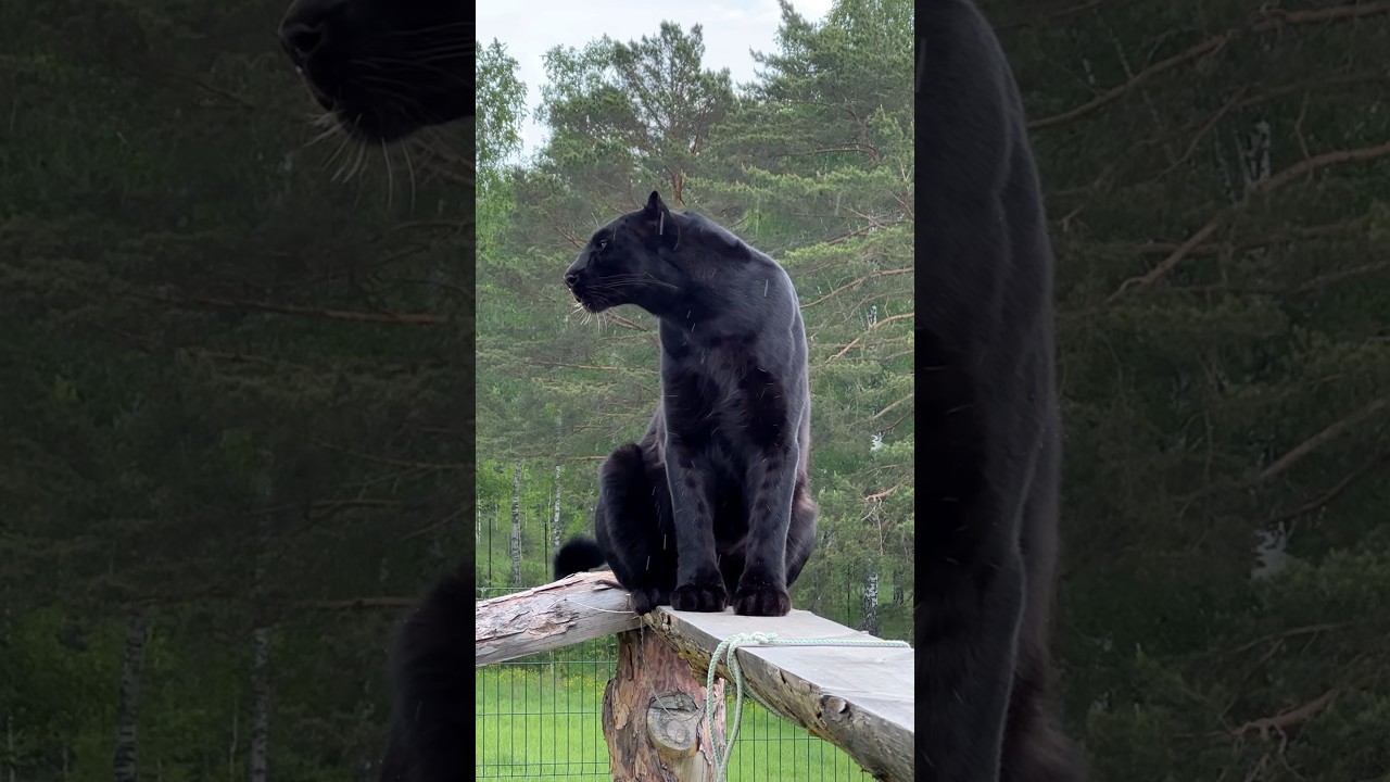 Panther in the rain 🌲