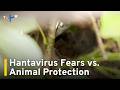 Hantavirus in Greater Taipei Area Sparks Public Health Debate Over Rats｜TaiwanPlus News