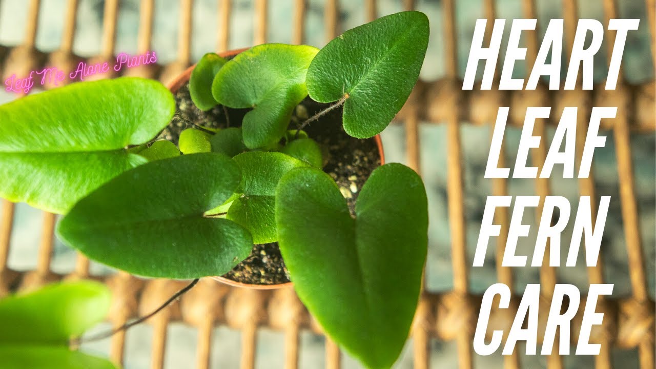 Hemionitis Arifolia Heart Leaf Fern: Caring Tips & Benefits Hemionitis Arifolia Heart Leaf Fern: Caring Tips & Benefits