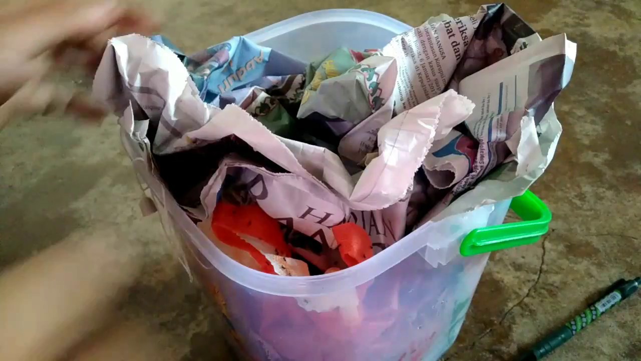 cara menetaskan jangkrik