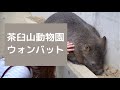 ウォンバットのモモコちゃん - 長野市茶臼山動物園