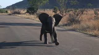 The day a baby elephant almost ran us over in the Kruger National Park